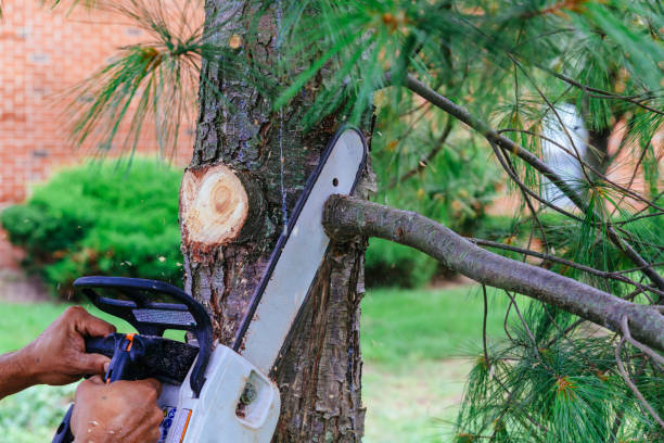 Best Local Tree Services  in Hondo, TX